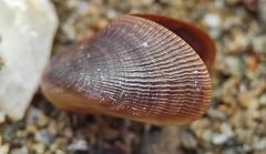 Brachidontes pharaonis