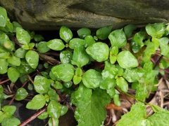Lysimachia christinae