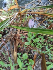 Mazus miquelii