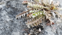 Evolvulus grisebachii