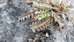 Evolvulus grisebachii