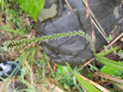 Plantago asiatica