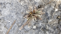 Evolvulus grisebachii