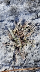 Evolvulus grisebachii