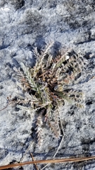 Evolvulus grisebachii