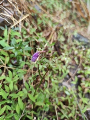 Mazus miquelii