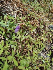 Mazus miquelii