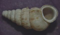 Cochlostoma septemspirale