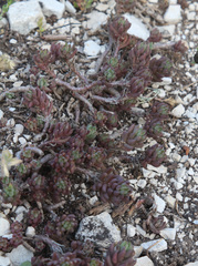 Petrosedum subulatum