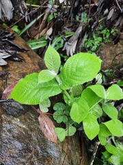 Callicarpa rubella