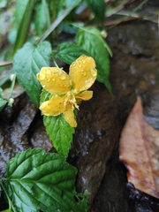 Kerria japonica