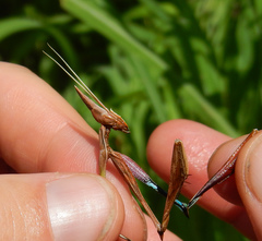 Idolomorpha