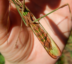 Idolomorpha