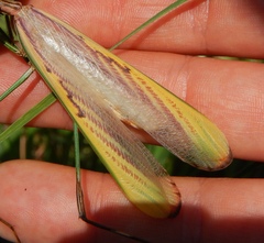 Idolomorpha