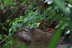 Kerria japonica