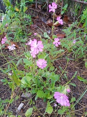 Silene colorata