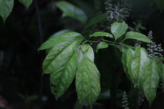 Itea omeiensis