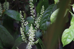 Itea omeiensis