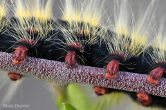 Bombycomorpha bifascia