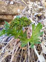 Lomatium latilobum