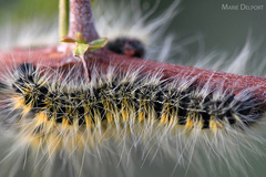 Bombycomorpha bifascia