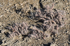 Grusonia grahamii