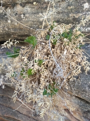 Lomatium latilobum
