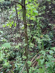 Betula luminifera