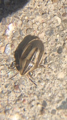 Aelia americana