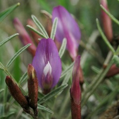 Astragalus subuliformis