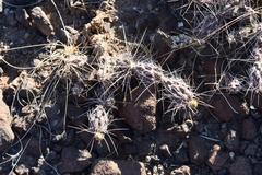 Grusonia grahamii