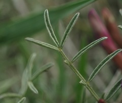 Astragalus subuliformis