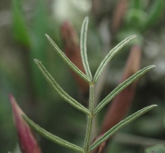 Astragalus subuliformis