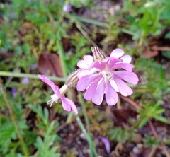 Silene colorata