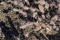 Grusonia grahamii