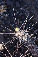 Grusonia grahamii