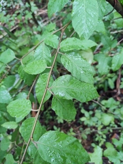 Betula luminifera