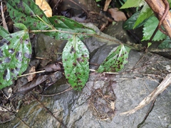 Veronicastrum axillare