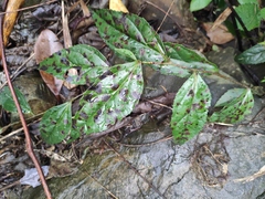 Veronicastrum axillare