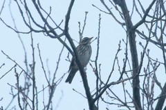 Turdus iliacus
