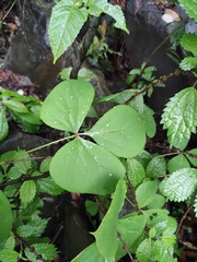 Sargentodoxa cuneata