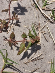 Euphorbia hirta image