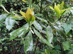 Machilus leptophylla