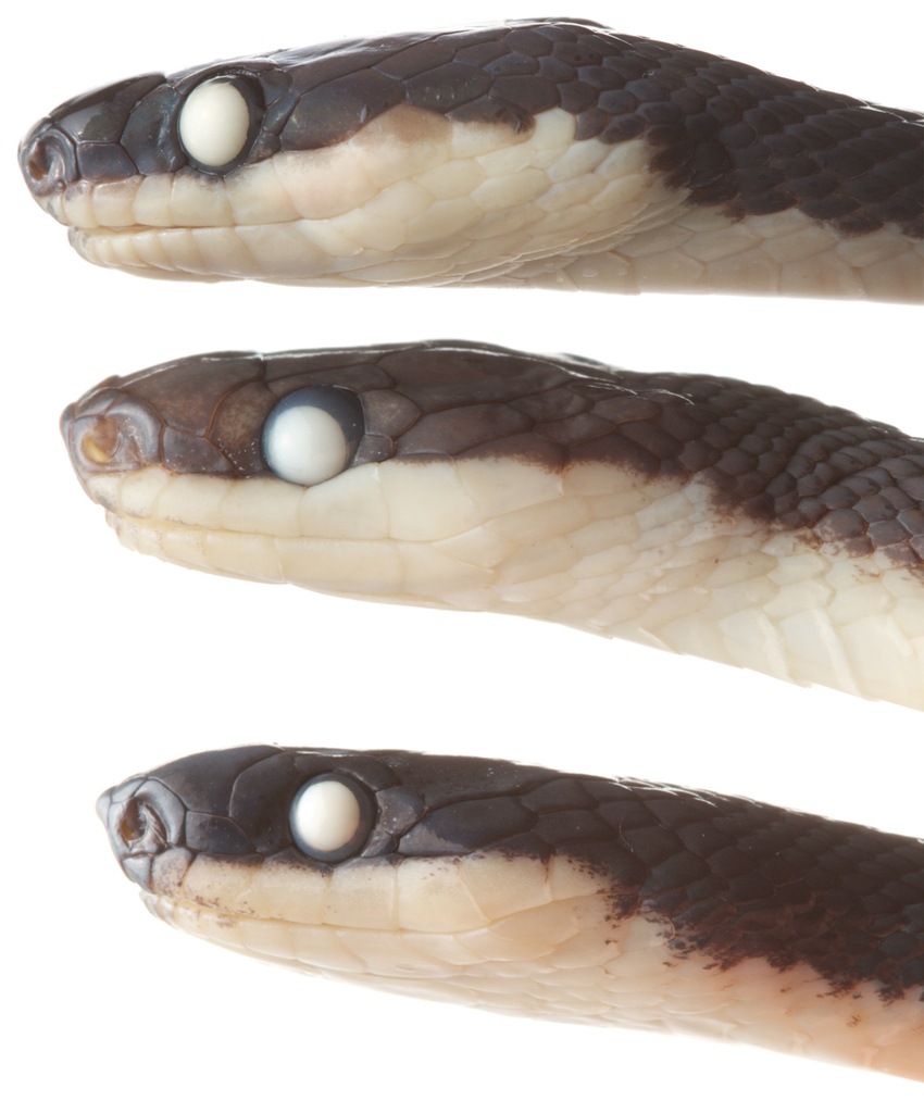 Zaher's Shadow Snake