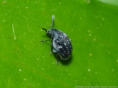 Acanthoscelides alboscutellatus