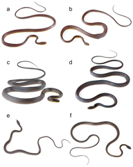 Zaher's Shadow Snake photo 2