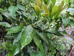 Machilus leptophylla