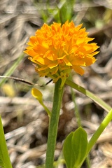 Polygala lutea