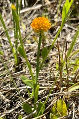 Polygala lutea