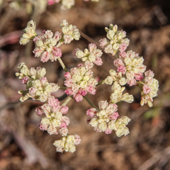 Eriogonum strictum